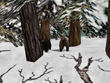 17.somewhere-in-the-forest