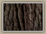 bark