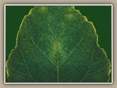 sv-flower05