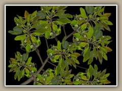 sv-gntree1a
