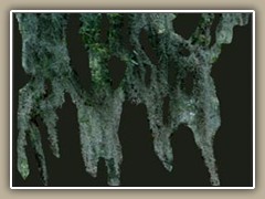 sv-moss