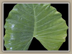 sv-plant18