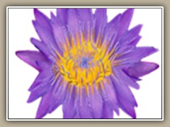 sv-waterlily07