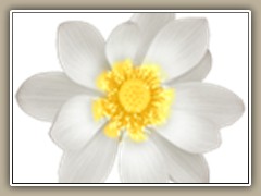 sv-waterlily09